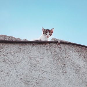 Meet your Posher, Alesha